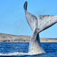 The tail of a Southern right whale breaking the water surface in El Doradillo Beach, Argentina.
